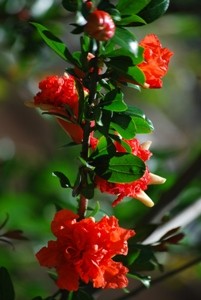 fiori rosso acceso