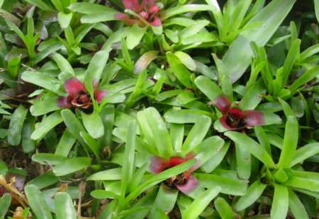 Neoregelia carolinae