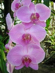 orchidea fiore vistosi