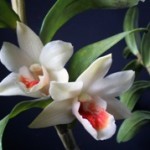 orchidea foglie resistenti