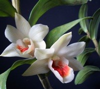 orchidea foglie resistenti