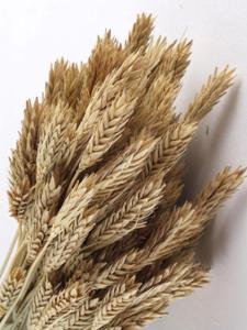 orzo spighe a pannocchia