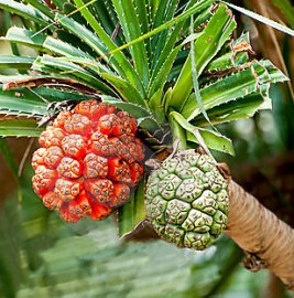  frutti commestibili