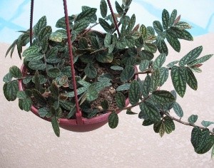 pellionia cesti sospesi