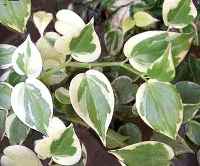 peperomia foglie screziate