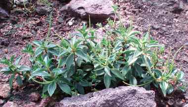 Peperomia caperata 