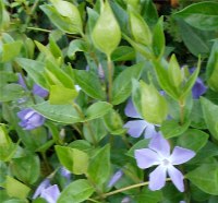 pervinca foglie lanceolate