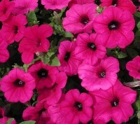 petunia fiori a imbuto