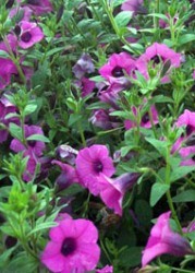 petunia foglie ovali