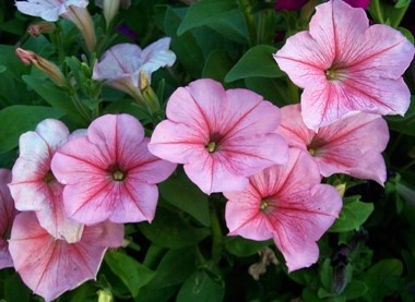 petunia Solanaceae