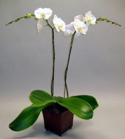 phalaenopsis orchidaceae