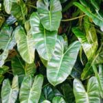 philodendron per ufficio