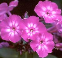 phlox fiori tubolari