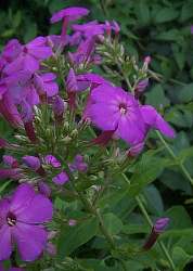 phlox foglie piccole