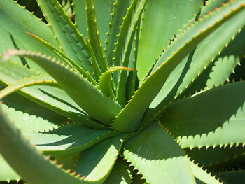 proprietà dell'aloe