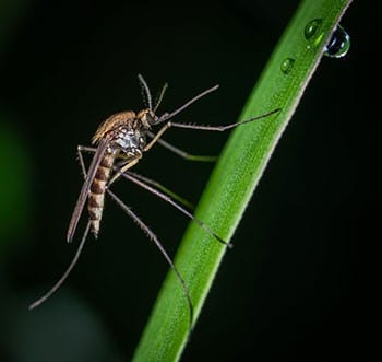 pianta antizanzare
