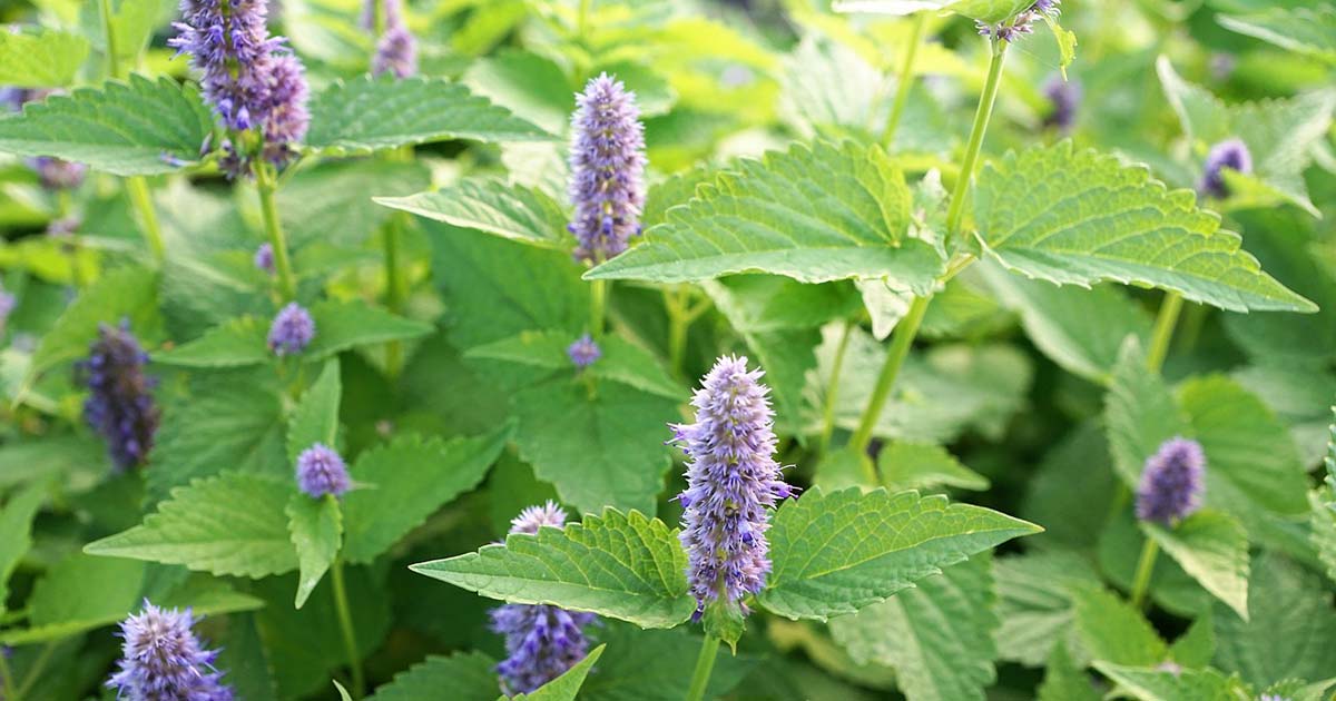 pianta e fiore della menta menta