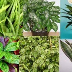 piante antinquinamento