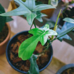 piante d'appartamento con poca luce