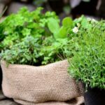 piante aromatiche in cucina