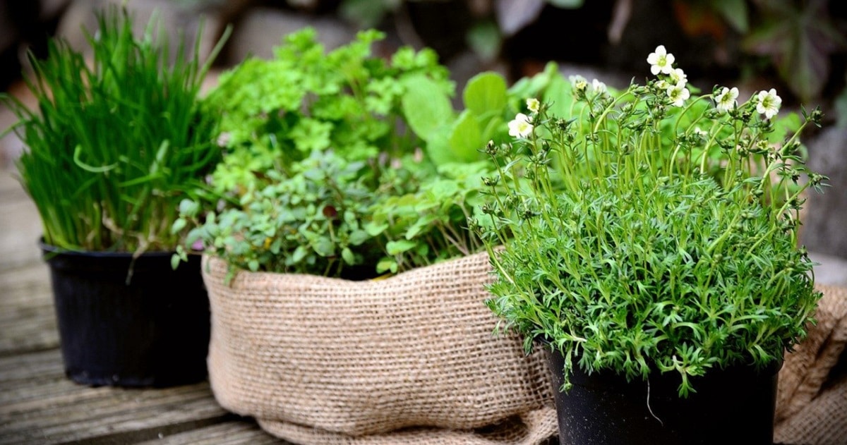piante aromatiche in cucina