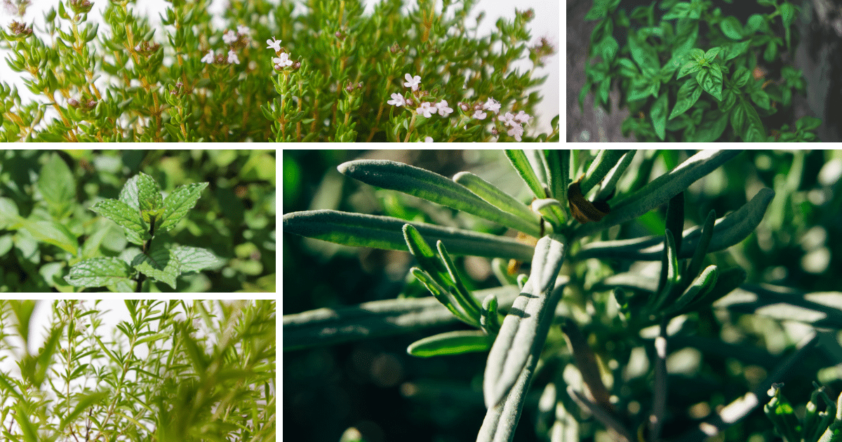 foto di piante aromatiche