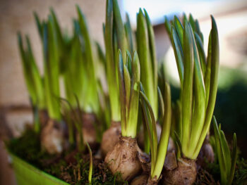 coltivazione dei bulbi