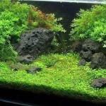 acquario d'acqua dolce piante