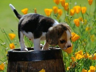 piante tossiche cani