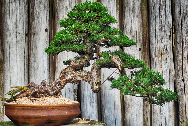 pino coltivazione bonsai