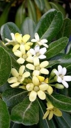 fiori molto profumati