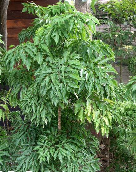 polyscias araliaceae