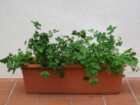 prezzemolo vaso petroselinum apiaceae prezzemolo