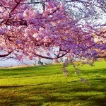 cura piante primavera