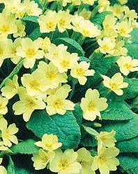 primula foglie ovali