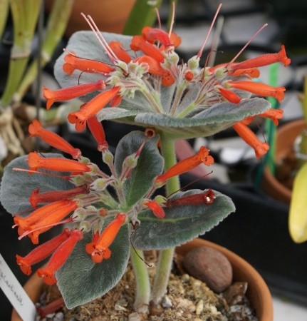 rechesteineiria  Gesneriaceae