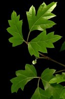 Foglie tripartite dentellate