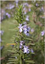 Rosmarino fiori ermafroditi