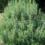 rosmarino foglie aghiformi