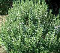 rosmarino foglie aghiformi