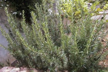 Rosmarinus officinalis 