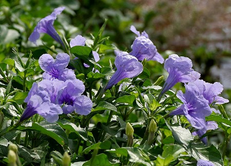 ruellia, acanthaceae