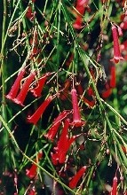 russelia fusti sottili