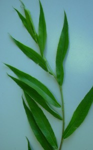 foglie lanceolate