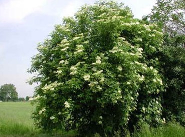 Caprifoliaceae