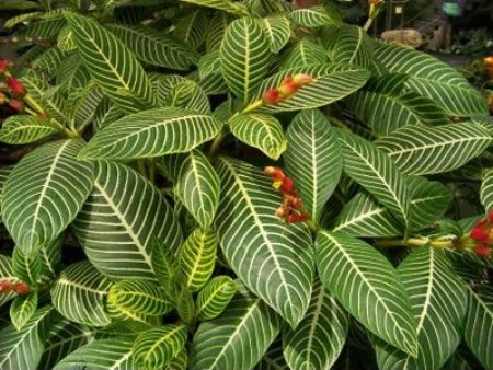 sanchezia, acanthaceae