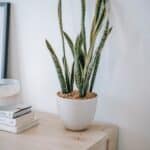 sansevieria per ufficio
