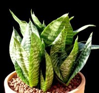 sansevieria foglie lanceolate