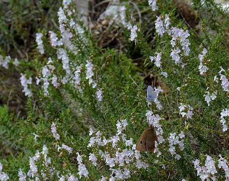 santoreggia montana, Satureja montana