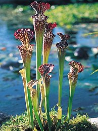 Sarracenia ascidi 